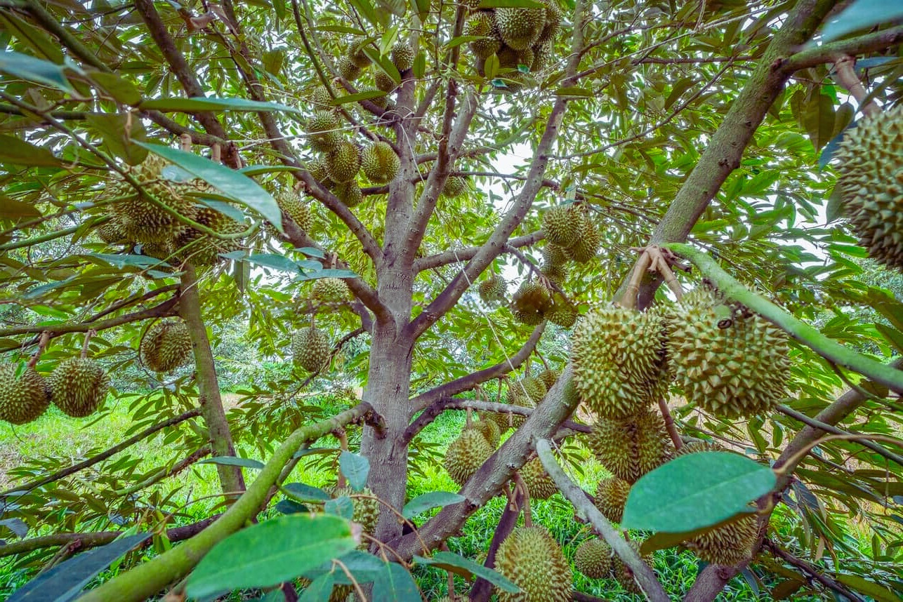 Kỹ thuật xử lý ra hoa và làm bông cho cây sầu riêng hiệu quả