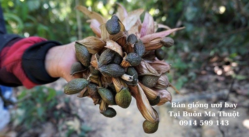 Hạt ươi công dụng và cách dùng như thế nào?