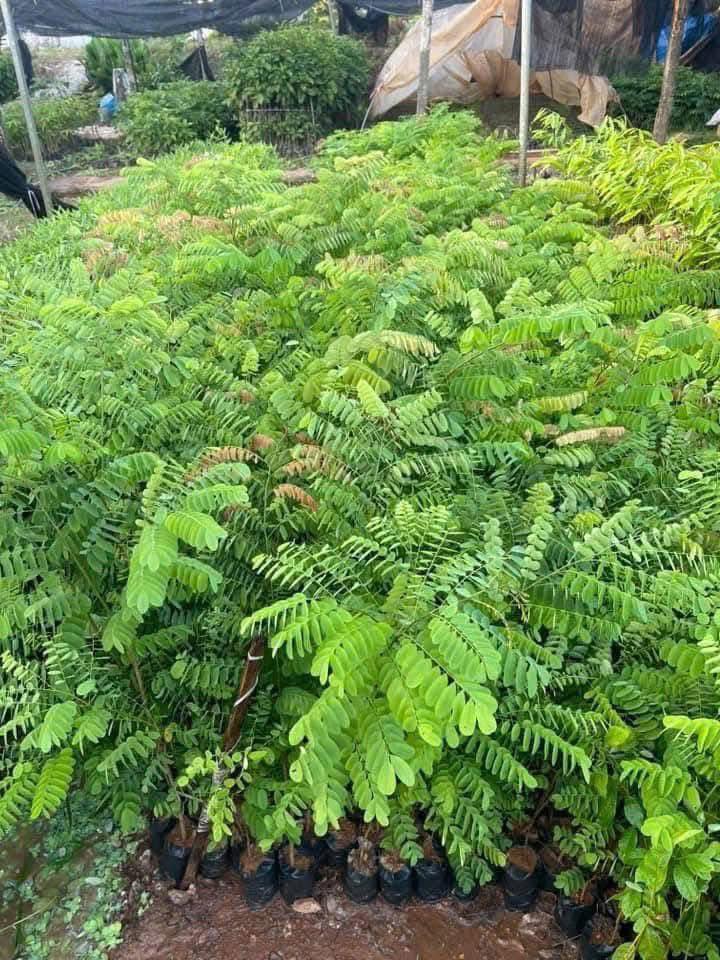 Cây Cẩm Lai Cây Cẩm Lai - Ảnh 6