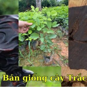 Bán giống cây Trắc. Gỗ nhóm 1 siêu quý hiếm
