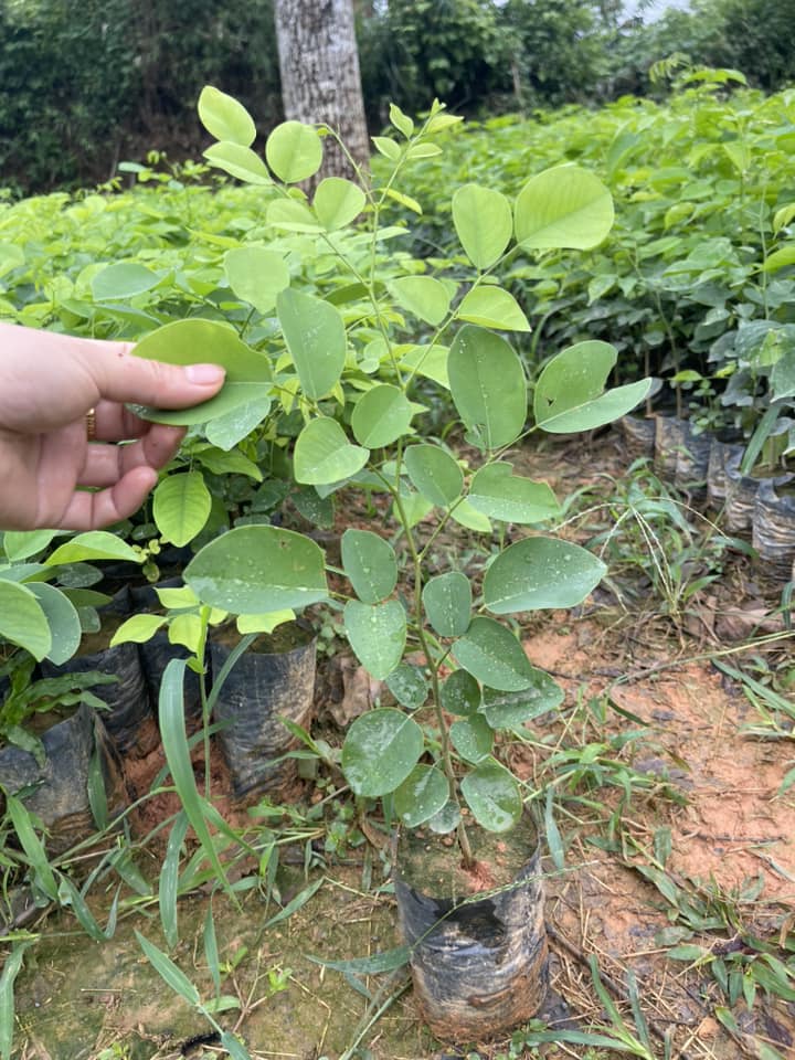 Bán giống cây trắc đỏ