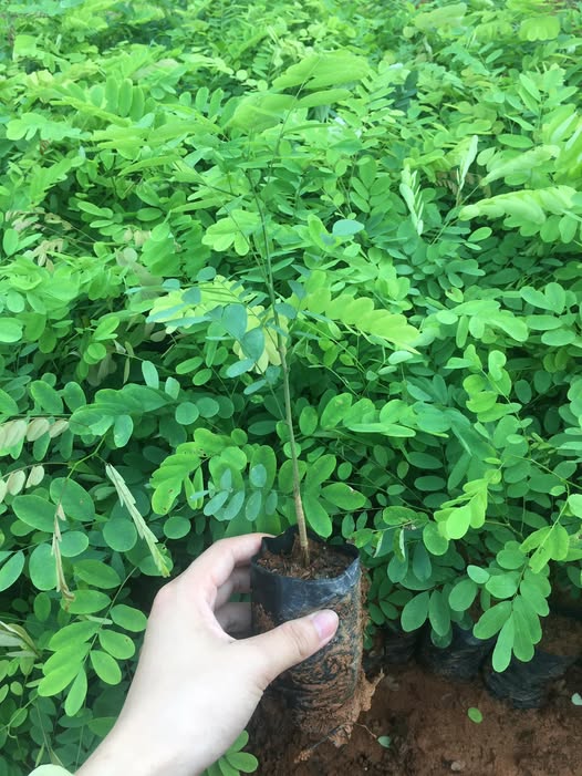 Cây Cẩm Lai Cây Cẩm Lai