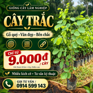 Cây Trắc