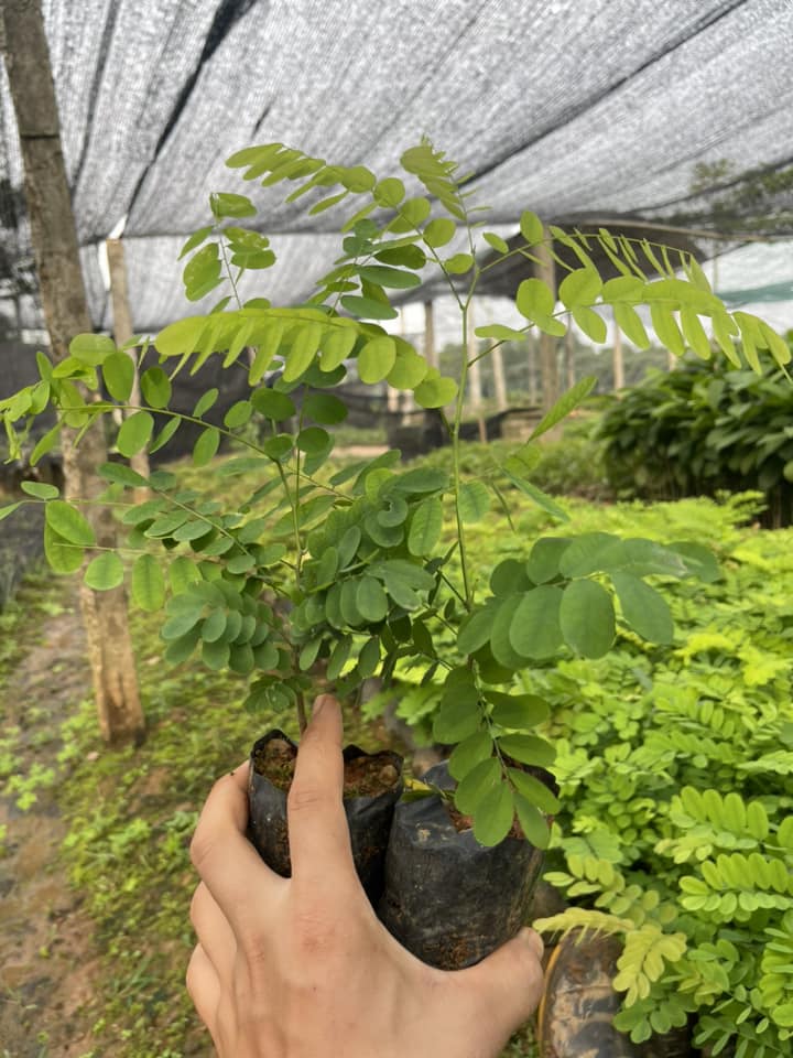 Hình ảnh cây giống cẩm lai