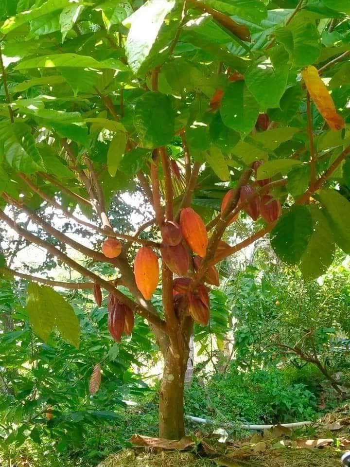 Bán giống cây ca cao chất lượng cao. Giấy tờ đảm bảo nguồn giống
