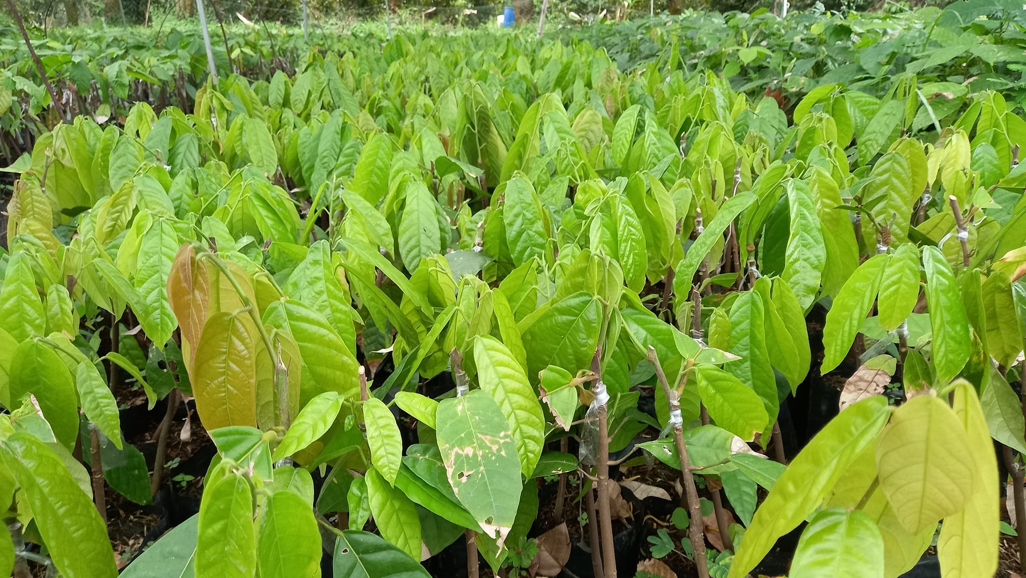 Bán giống cây ca cao chất lượng cao. Giấy tờ đảm bảo nguồn giống