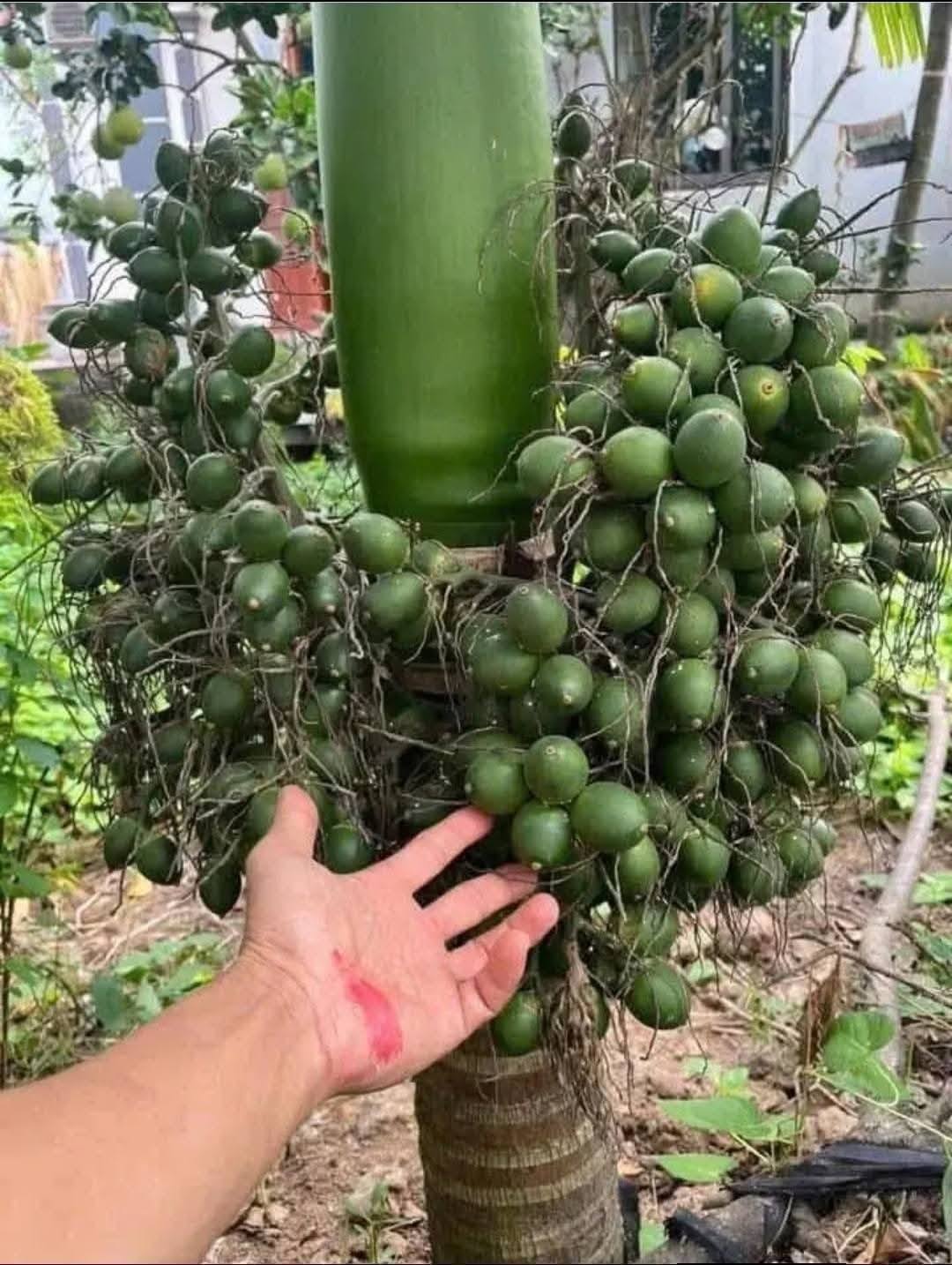 Cây Cau Quả Dài Cây Cau Quả Dài - Ảnh 10