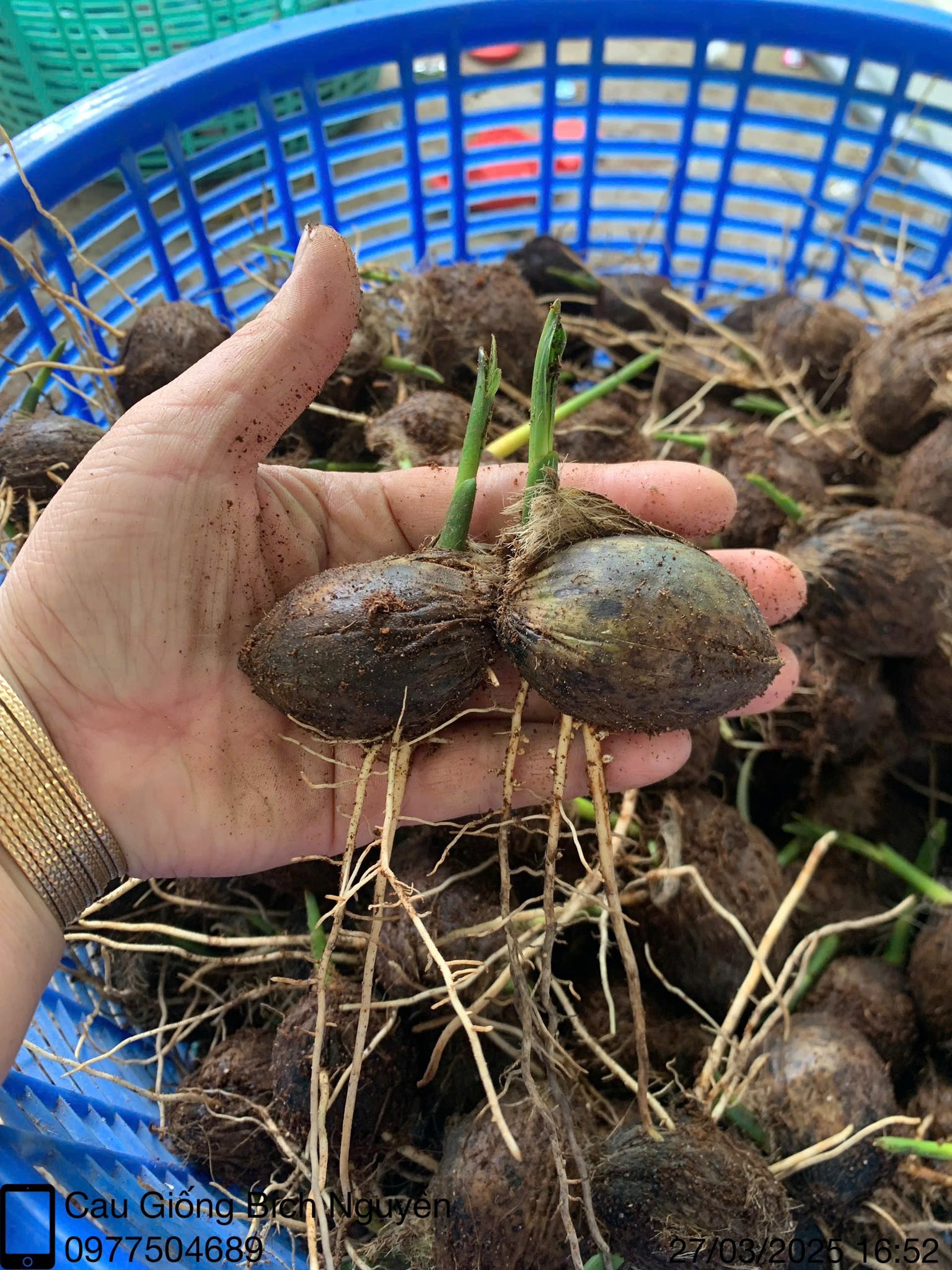 Cây Cau Quả Dài Cây Cau Quả Dài - Ảnh 7