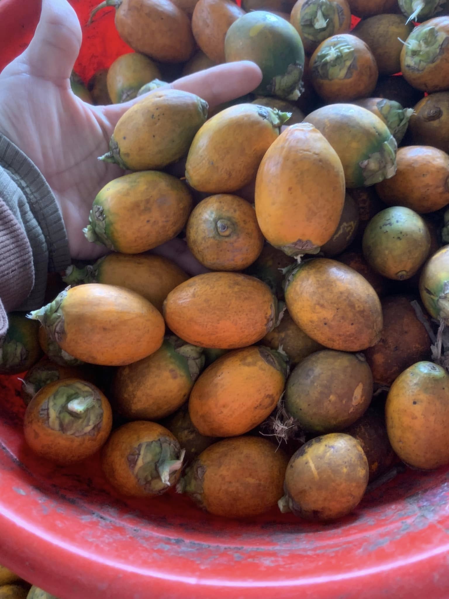 Cây Cau Quả Dài Cây Cau Quả Dài - Ảnh 8