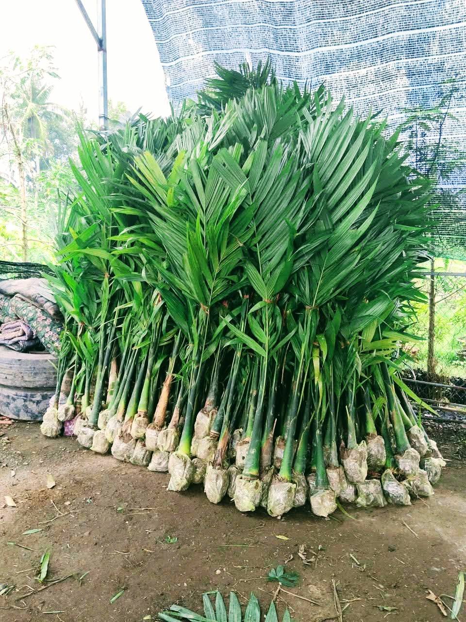 Cây Cau Quả Dài Cây Cau Quả Dài - Ảnh 6