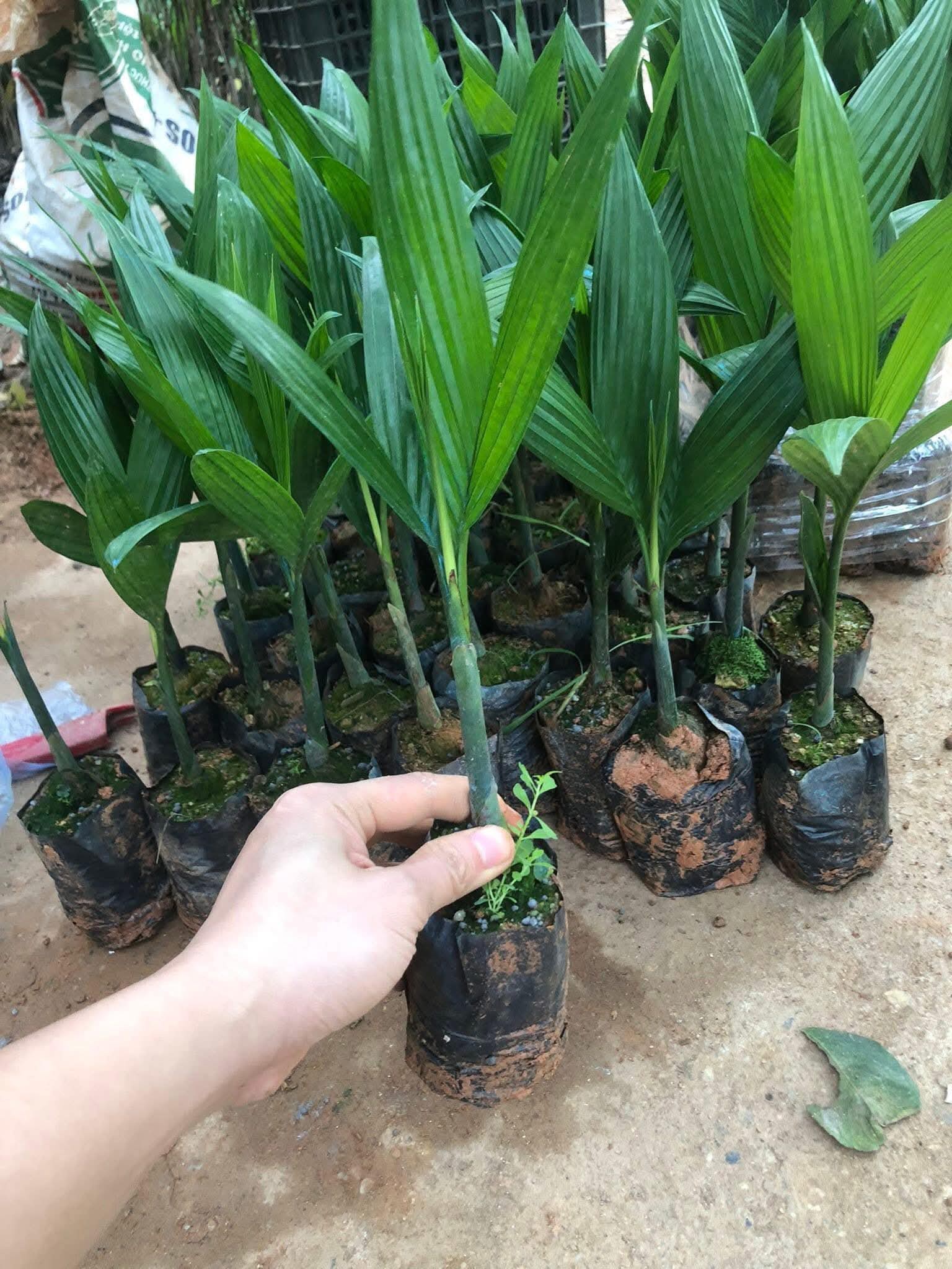 Cây Cau Quả Dài Cây Cau Quả Dài - Ảnh 9