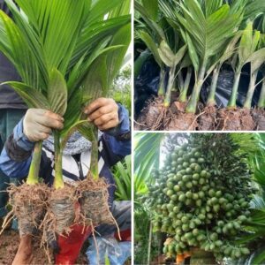 Cây Cau Quả Dài Cây Cau Quả Dài