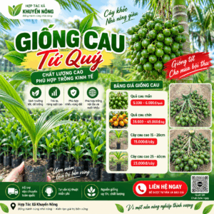 Cây Cau Quả Dài Cây Cau Quả Dài