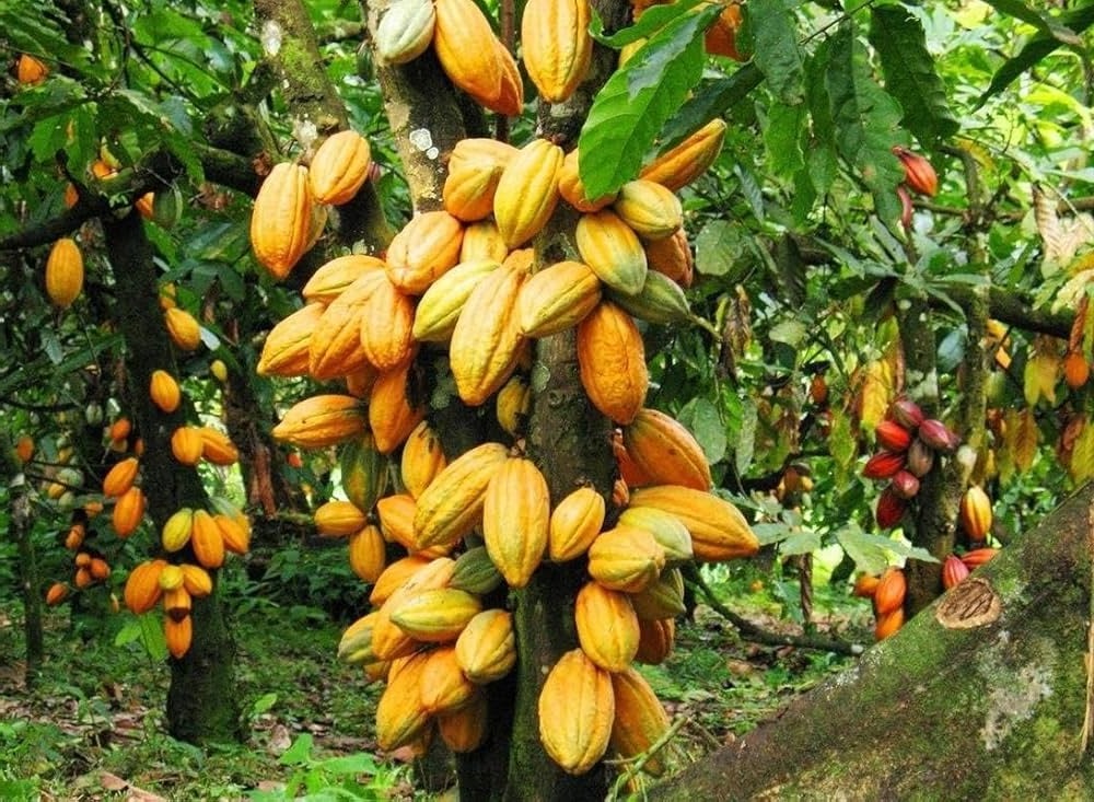 Bán giống cây ca cao chất lượng cao. Giấy tờ đảm bảo nguồn giống