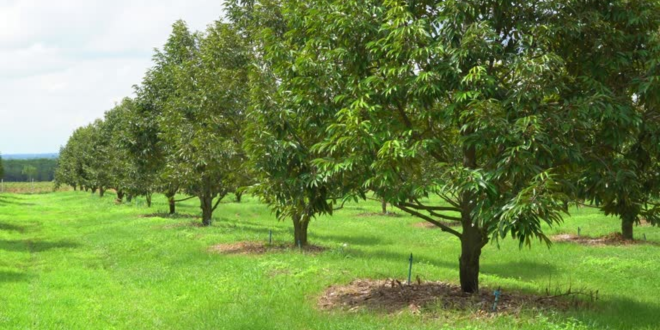 Giới Thiệu Về Dịch Vụ Trồng Sầu Riêng Của Hợp Tác Xã Cây Giống Tây Nguyên