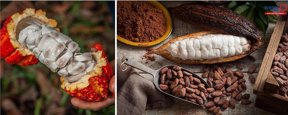 Bán giống cây ca cao chất lượng cao. Giấy tờ đảm bảo nguồn giống