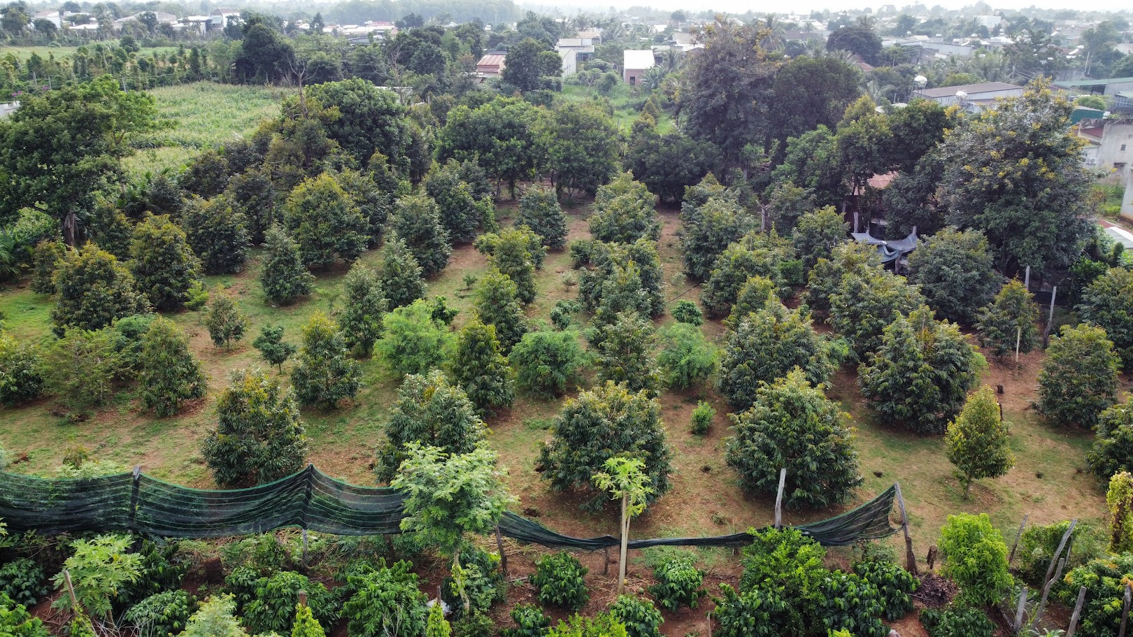 Trồng Sầu Riêng Có Khó Không? Những Điều Lưu Ý Khi Trồng Sầu Riêng