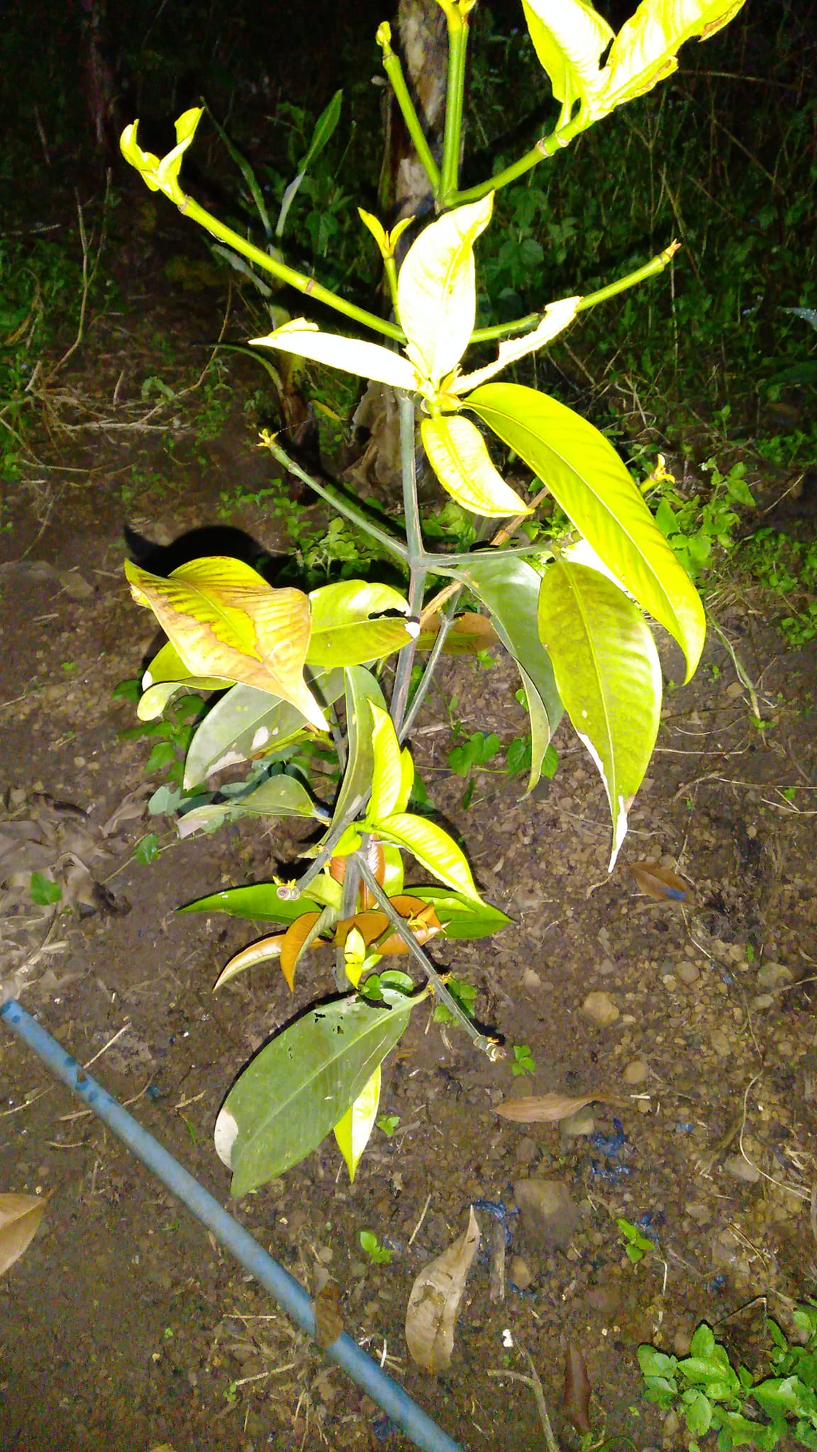 Kỹ Thuật Chăm Sóc Cây Măng Cụt: Hướng Dẫn Từ A-Z