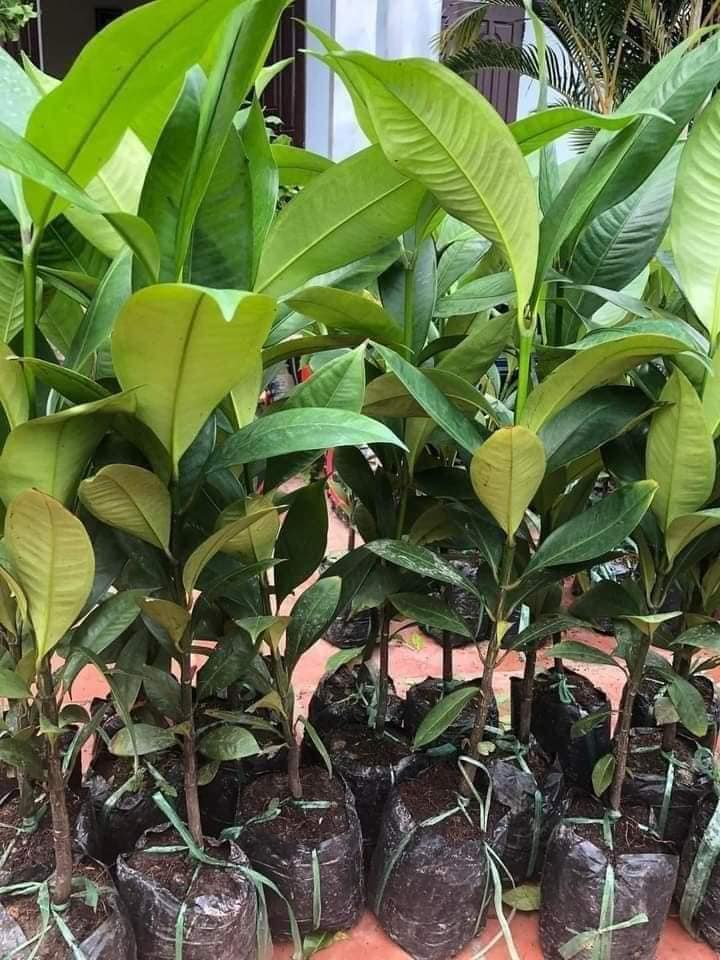 Kỹ Thuật Chăm Sóc Cây Măng Cụt: Hướng Dẫn Từ A-Z