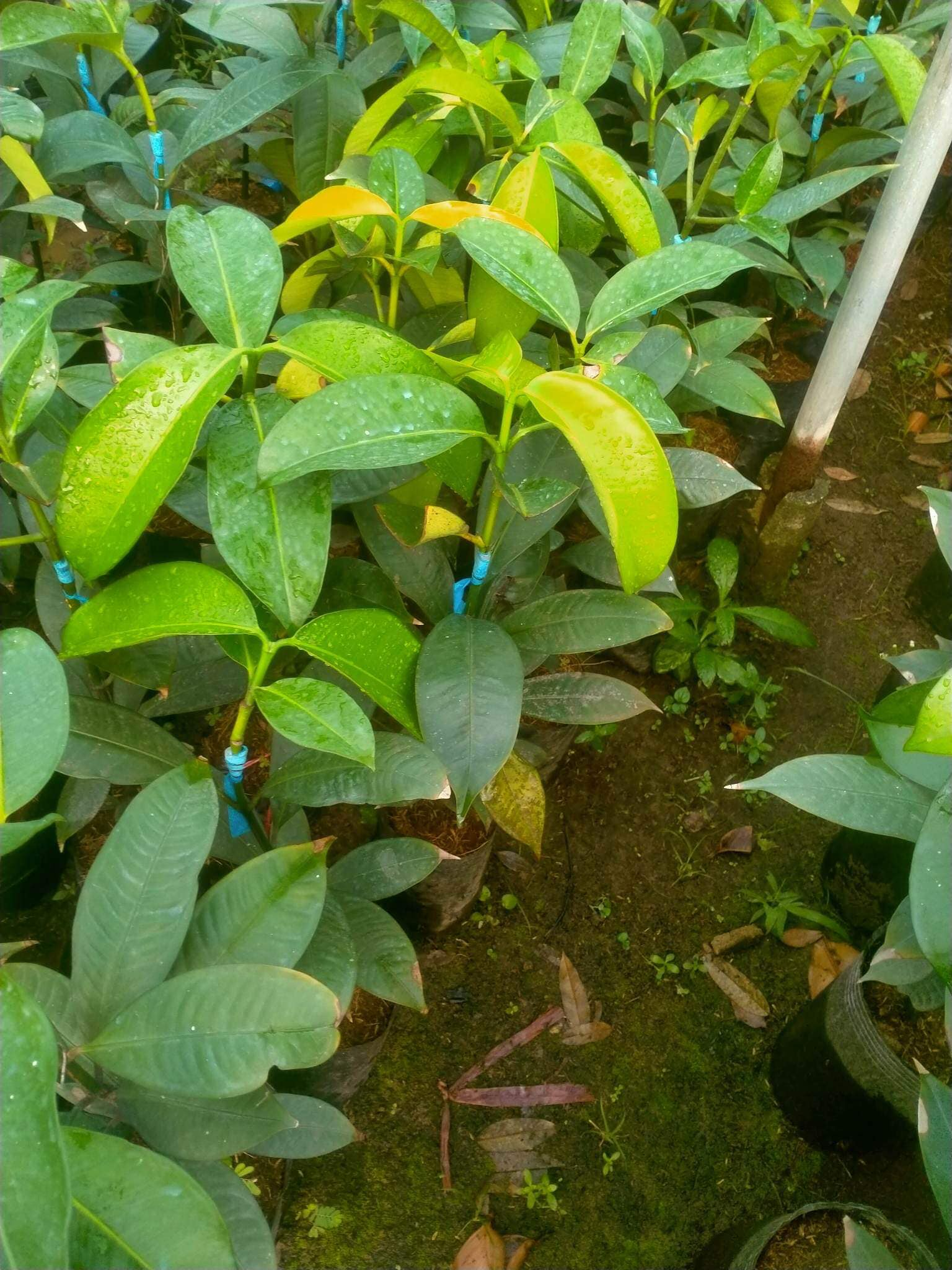 Kỹ Thuật Chăm Sóc Cây Măng Cụt: Hướng Dẫn Từ A-Z