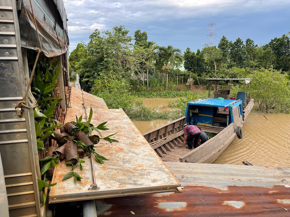 giống cau tứ quý
