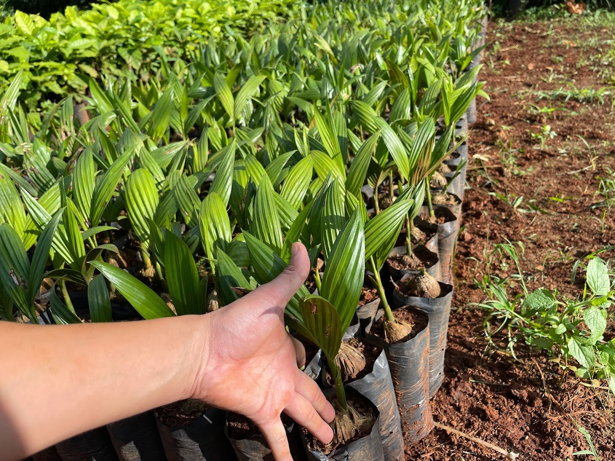 Bán giống cau tứ quý, cau trứng, cau bốn mùa