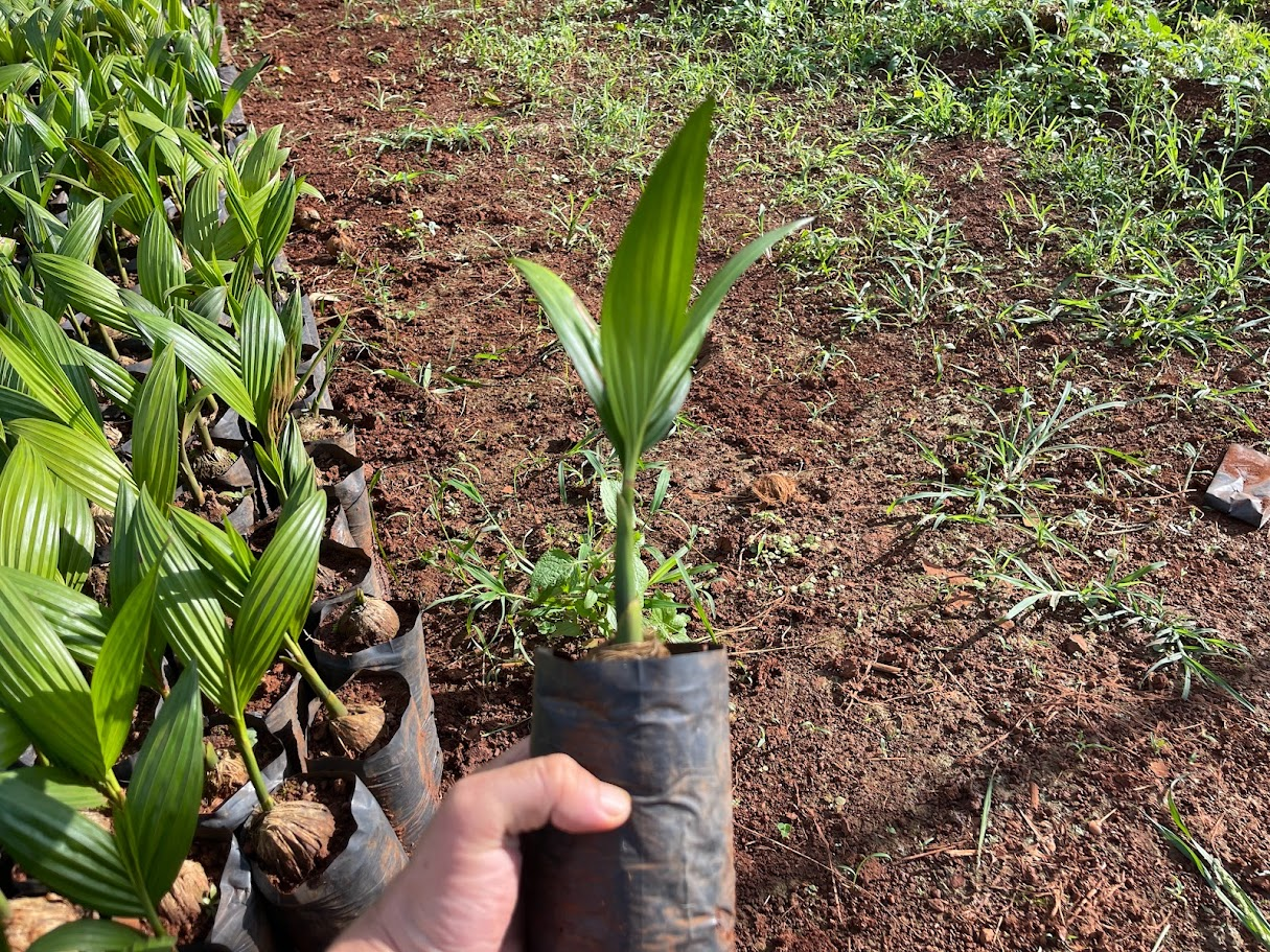 Bán giống cau tứ quý, cau trứng, cau bốn mùa
