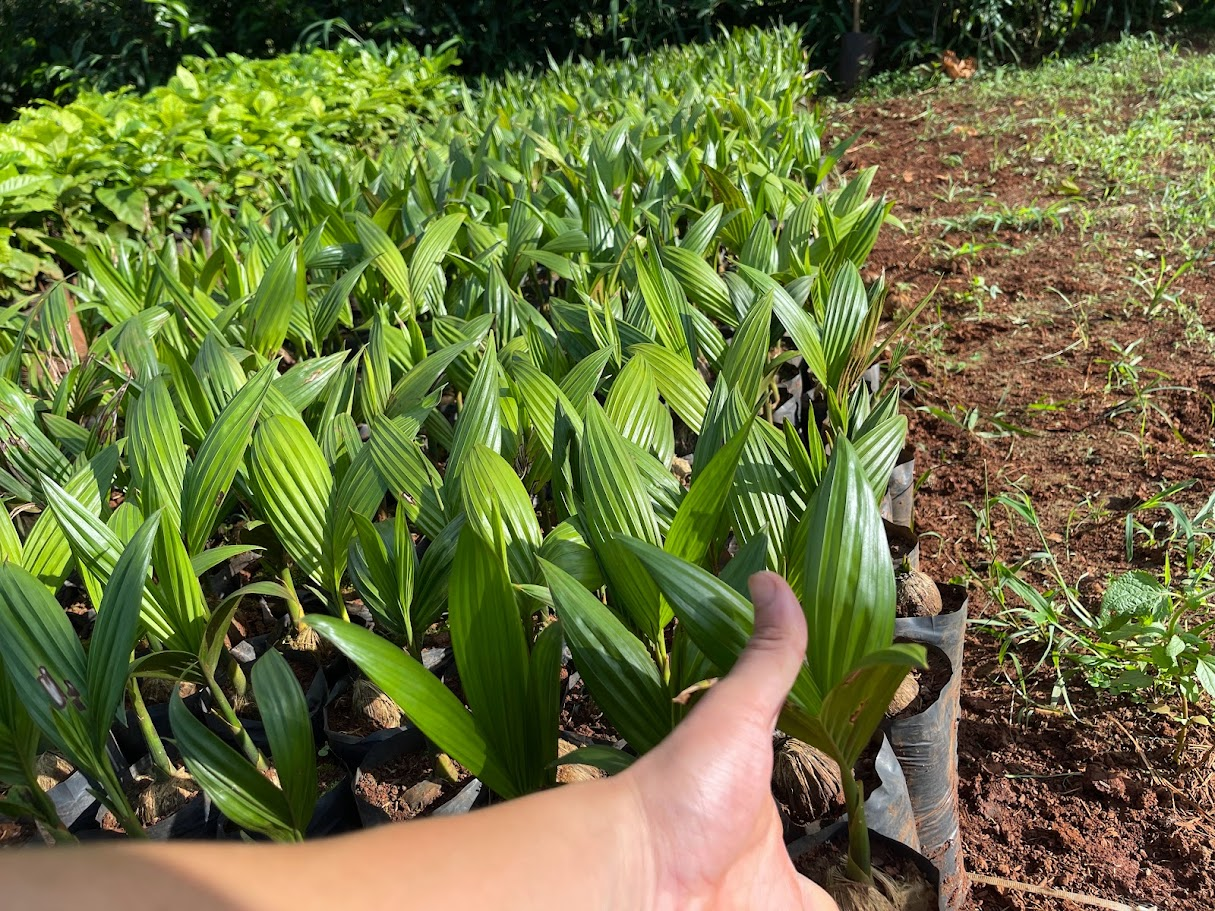 Bán giống cau quả dài
