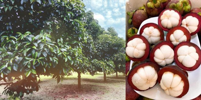 Kỹ Thuật Chăm Sóc Cây Măng Cụt: Hướng Dẫn Từ A-Z