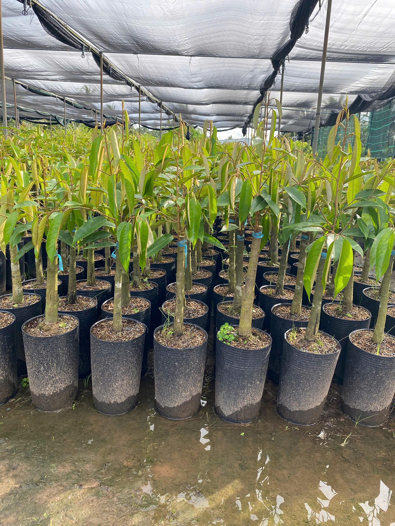 Kỹ Thuật Trồng và Chăm Sóc Sầu Riêng Ở Tây Nguyên
