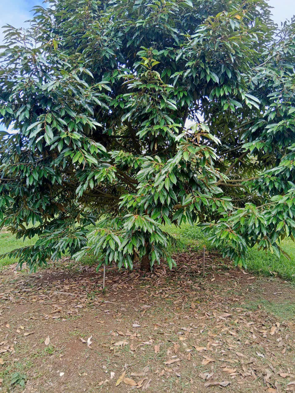 Kỹ Thuật Trồng và Chăm Sóc Sầu Riêng Ở Tây Nguyên