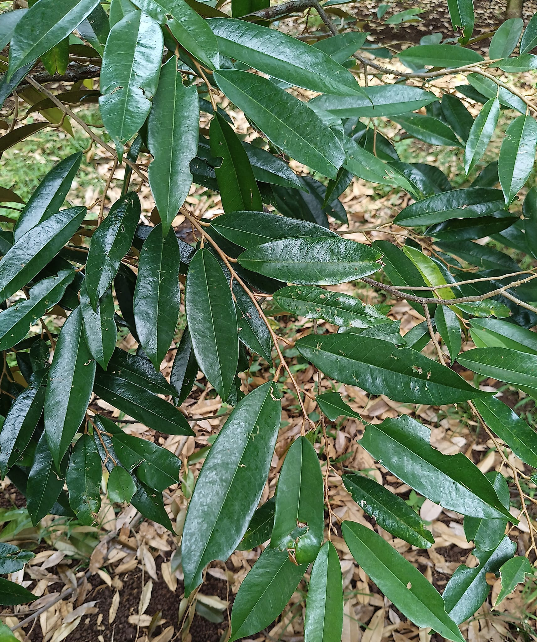Giá cây giống sầu riêng musang king