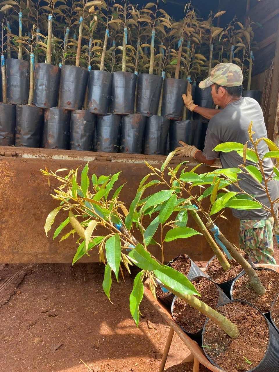 Giống sầu riêng musang king có giá bao nhiêu
