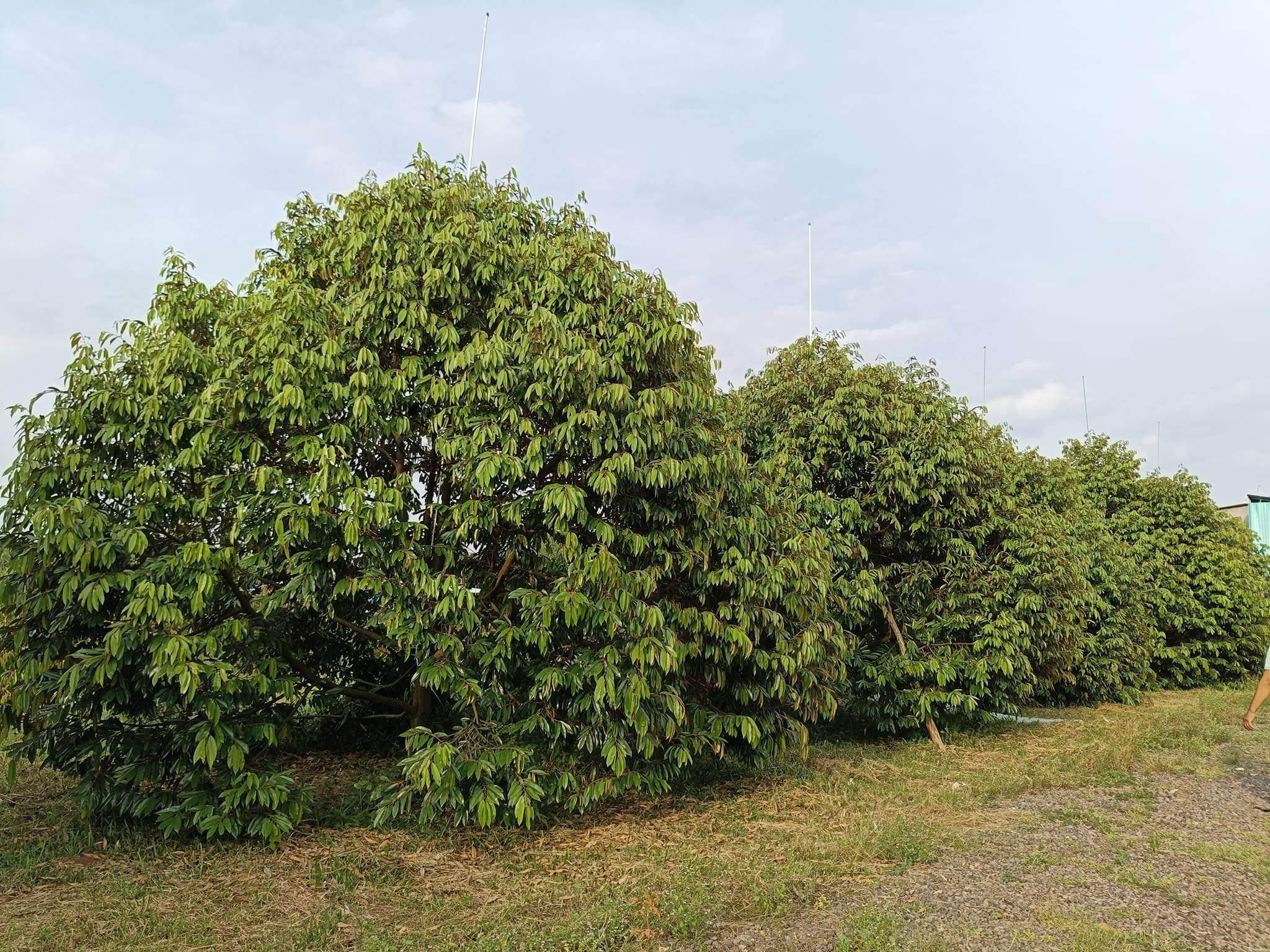 giá cây sầu riêng musang king