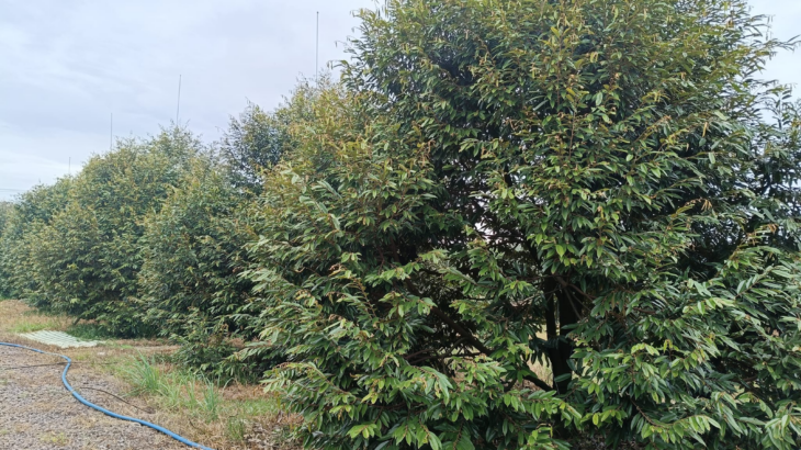 Giá Cây Sầu Riêng Musang King Mới Nhất Năm 2024