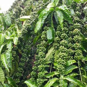 Cà Phê Dây Cà Phê Dây