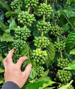 Cà Phê Lá Xoài Cà Phê Lá Xoài