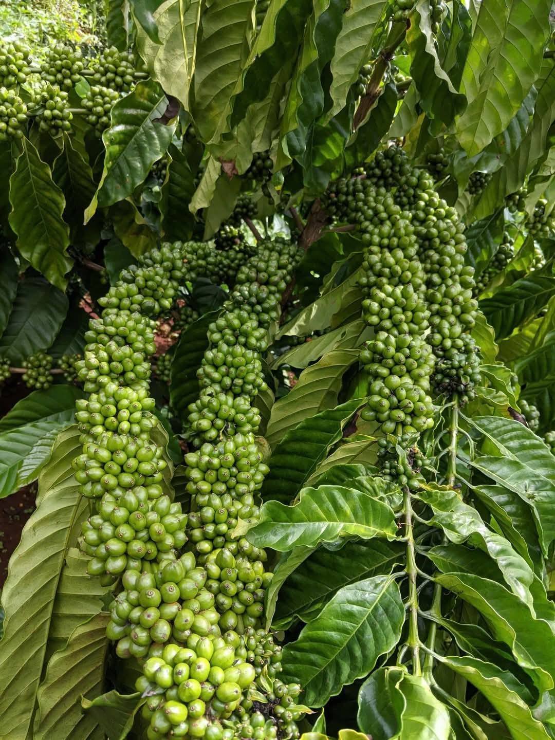 Cà Phê Ghép - Cà Phê Thực Sinh