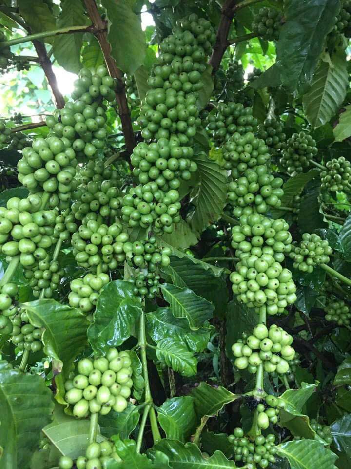 Bán giống cà phê xanh lùn ghép