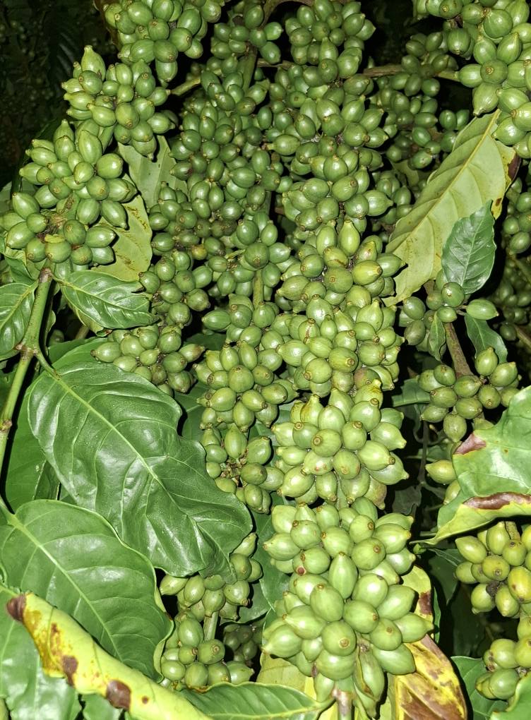 Cà Phê Ghép - Cà Phê Thực Sinh