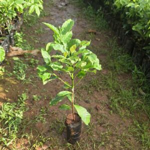 Cà Phê Ghép - Cà Phê Thực Sinh Cà Phê Ghép - Cà Phê Thực Sinh