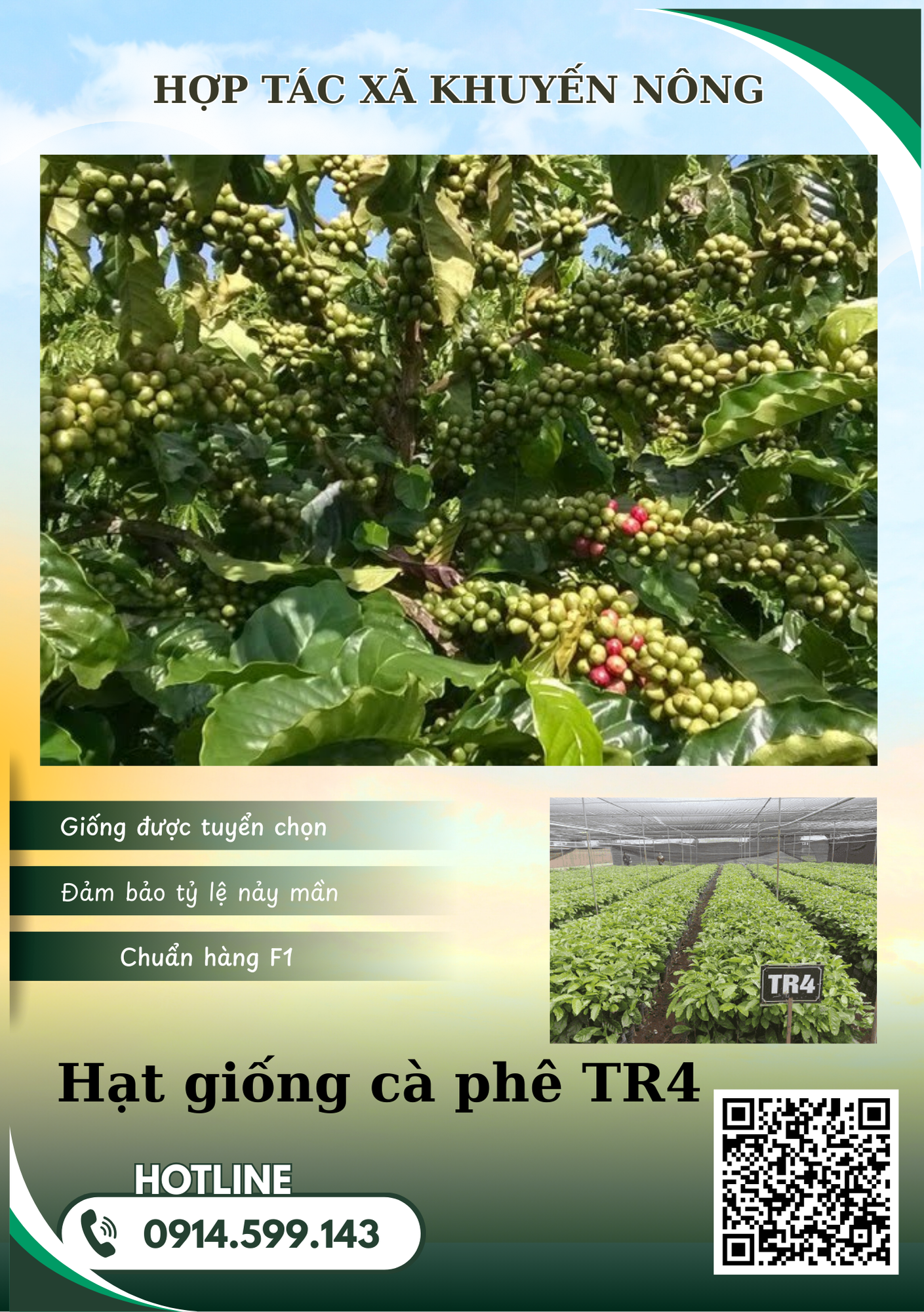 Bán hạt giống cà phê vối kháng sâu bệnh, năng suất tốt