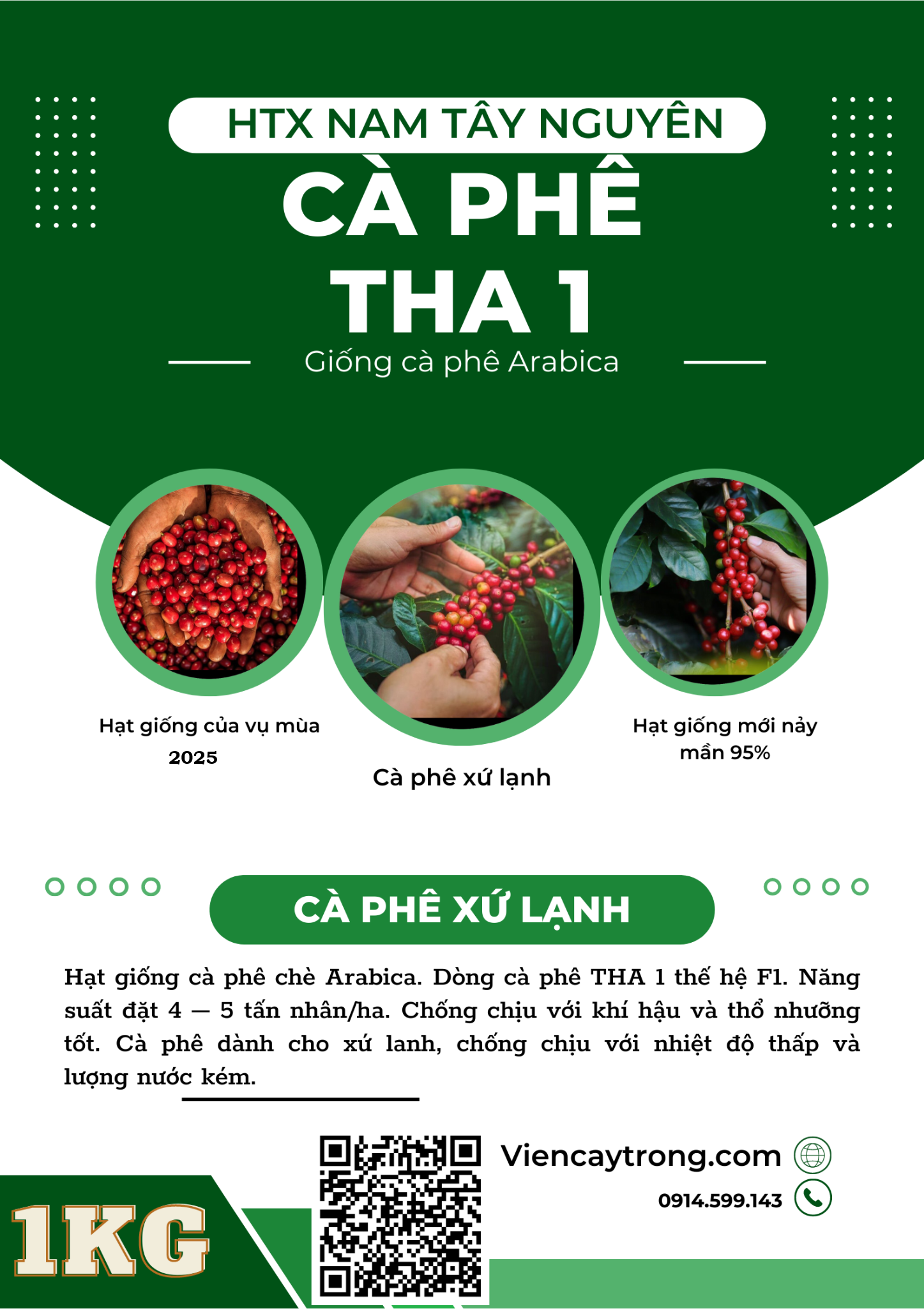 Bán hạt giống cà phê vối kháng sâu bệnh, năng suất tốt