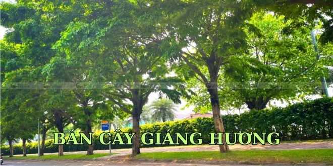 BÁN CÂY GIÁNG HƯƠNG – GIỐNG CÂY TRỒNG RỪNG GIÁ TRỊ KINH TẾ VÀ CẢNH QUAN BÁN CÂY GIÁNG HƯƠNG – GIỐNG CÂY TRỒNG RỪNG GIÁ TRỊ KINH TẾ VÀ CẢNH QUAN