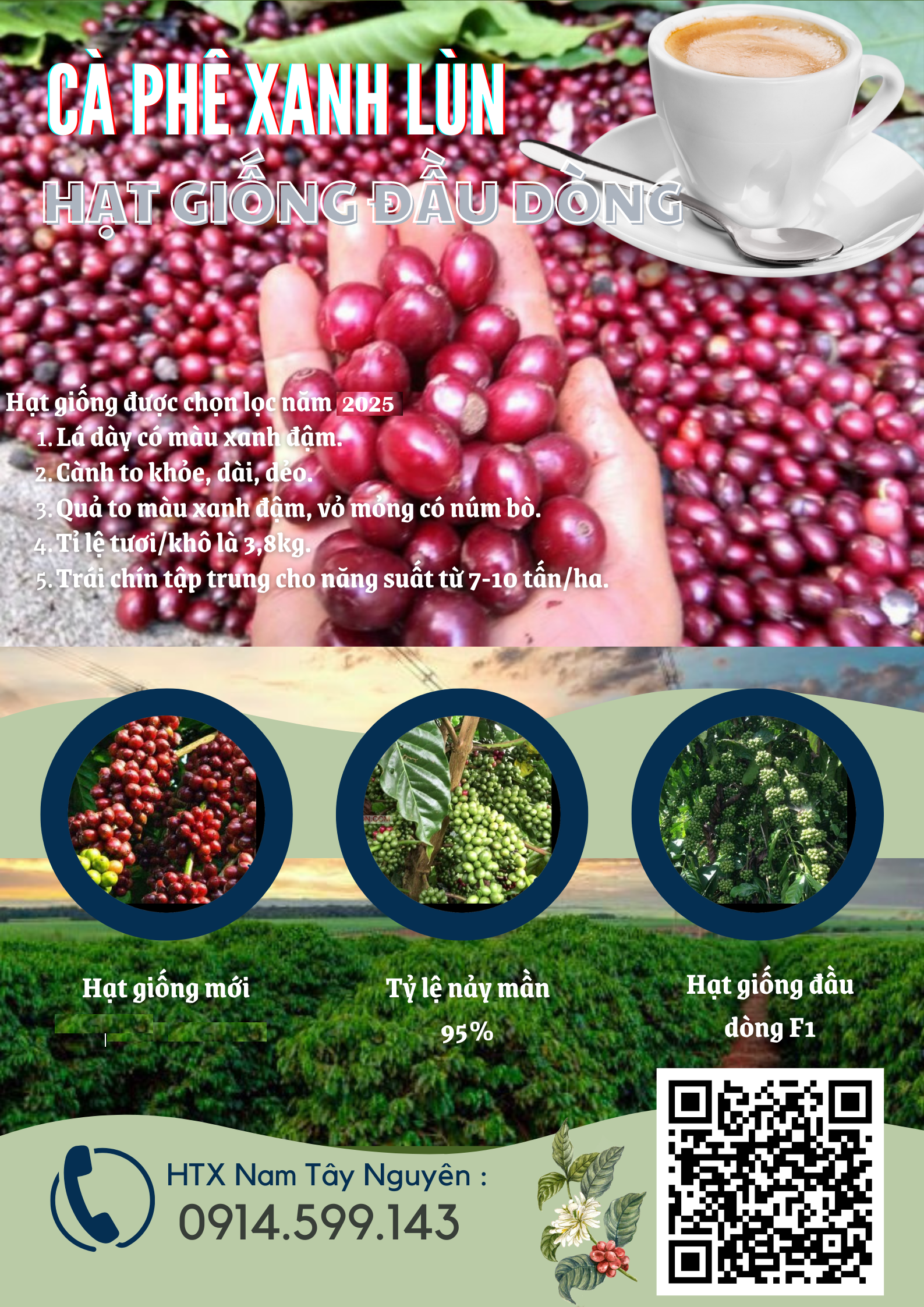 Bán hạt giống cà phê vối kháng sâu bệnh, năng suất tốt