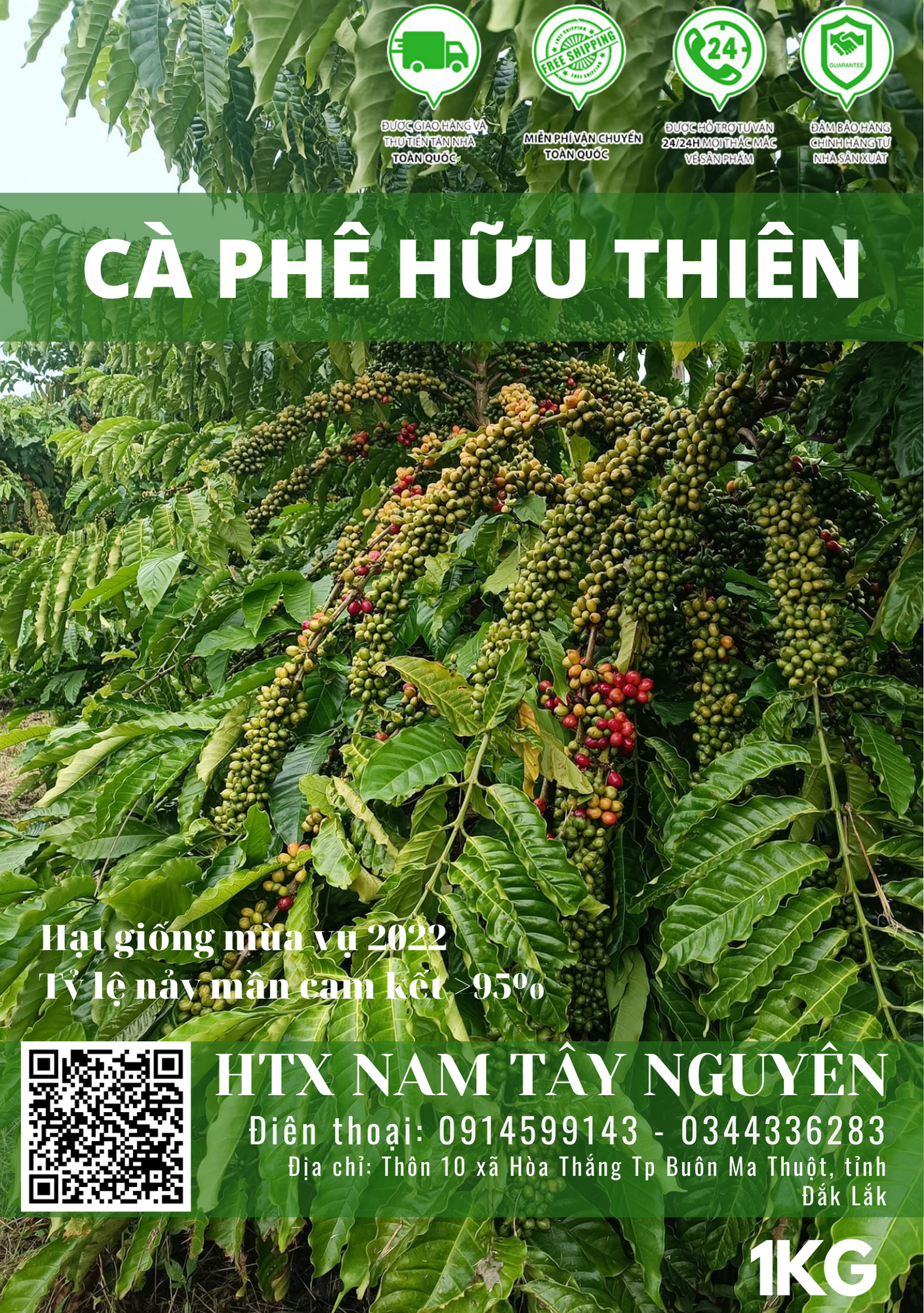 Bán hạt giống cà phê vối kháng sâu bệnh, năng suất tốt