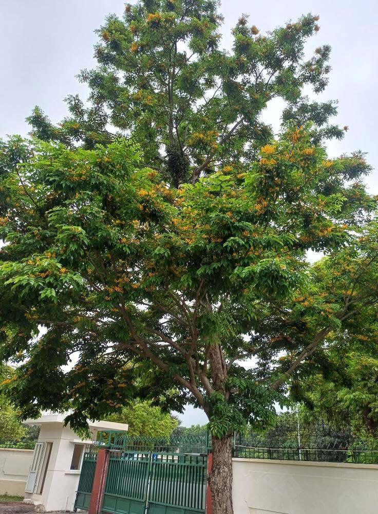 BÁN CÂY GIÁNG HƯƠNG – GIỐNG CÂY TRỒNG RỪNG GIÁ TRỊ KINH TẾ VÀ CẢNH QUAN
