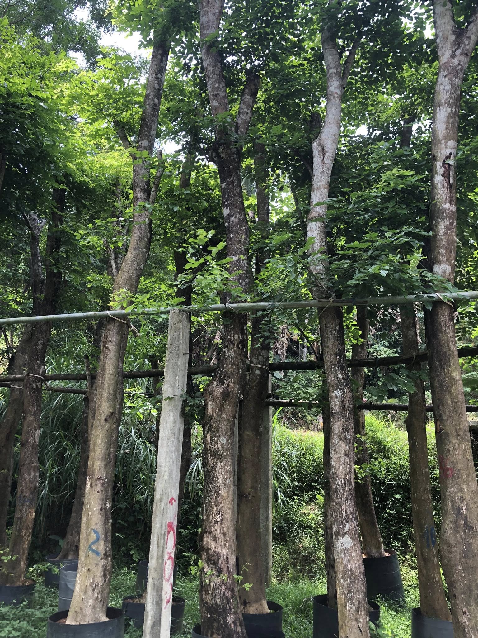 BÁN CÂY GIÁNG HƯƠNG – GIỐNG CÂY TRỒNG RỪNG GIÁ TRỊ KINH TẾ VÀ CẢNH QUAN