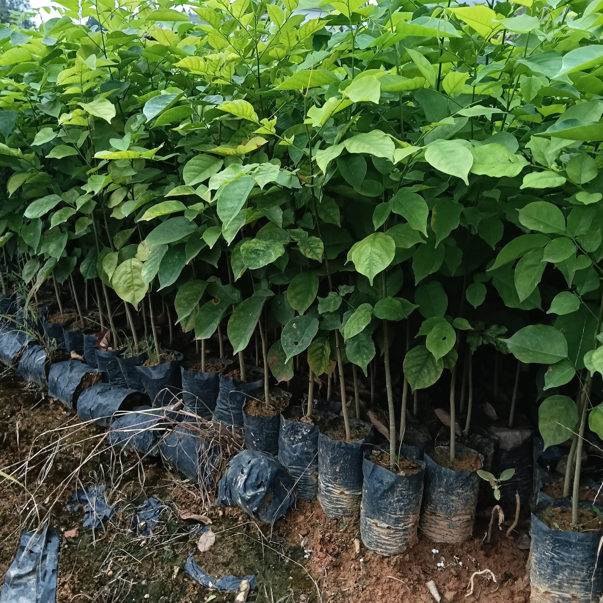 BÁN CÂY GIÁNG HƯƠNG – GIỐNG CÂY TRỒNG RỪNG GIÁ TRỊ KINH TẾ VÀ CẢNH QUAN