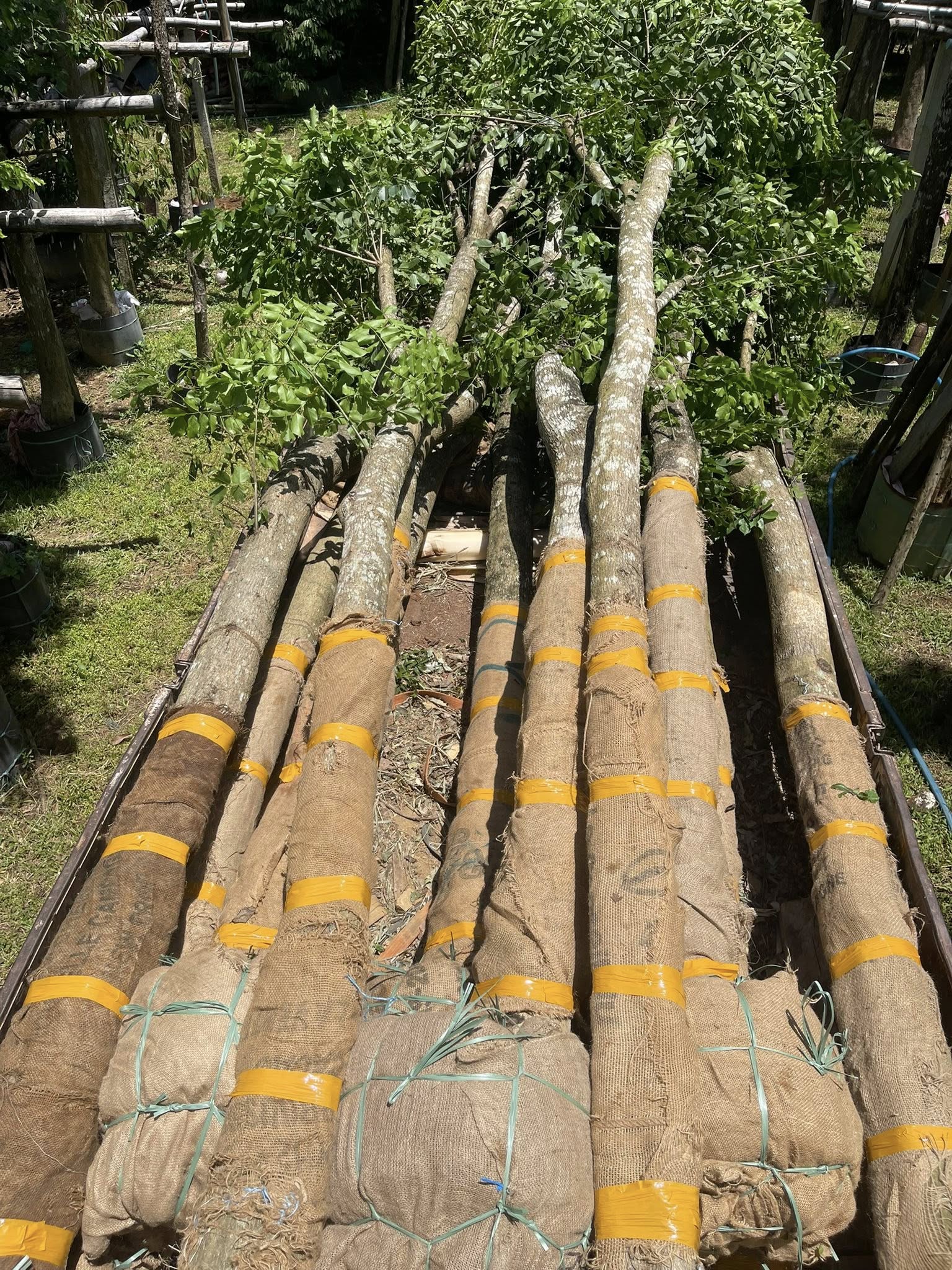 BÁN CÂY GIÁNG HƯƠNG – GIỐNG CÂY TRỒNG RỪNG GIÁ TRỊ KINH TẾ VÀ CẢNH QUAN